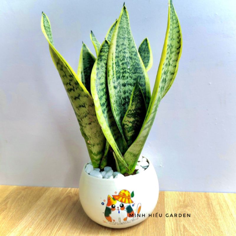 Cây lưỡi hổ viền vàng, cây phong thủy lọc không khí