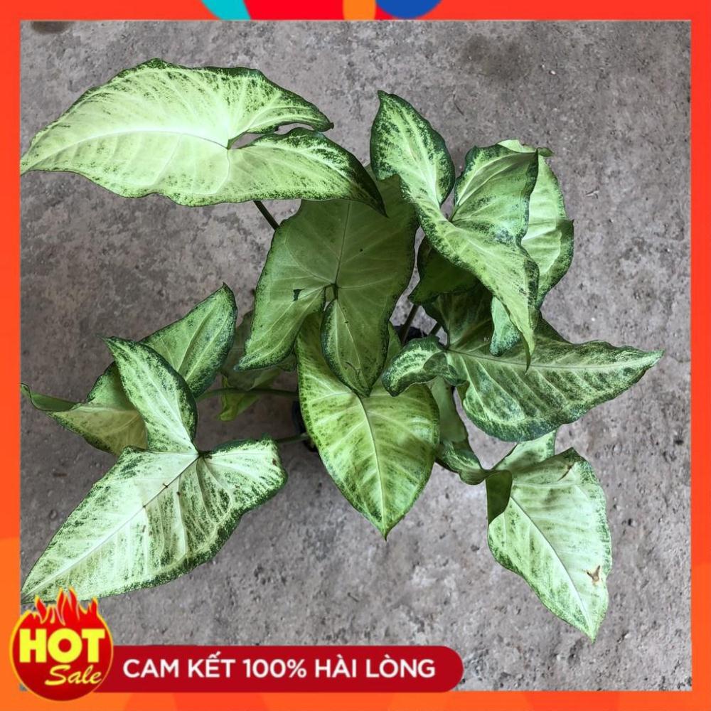 Cây muống nhật trồng bịch xanh đẹp thích hợp để bàn trang trí@