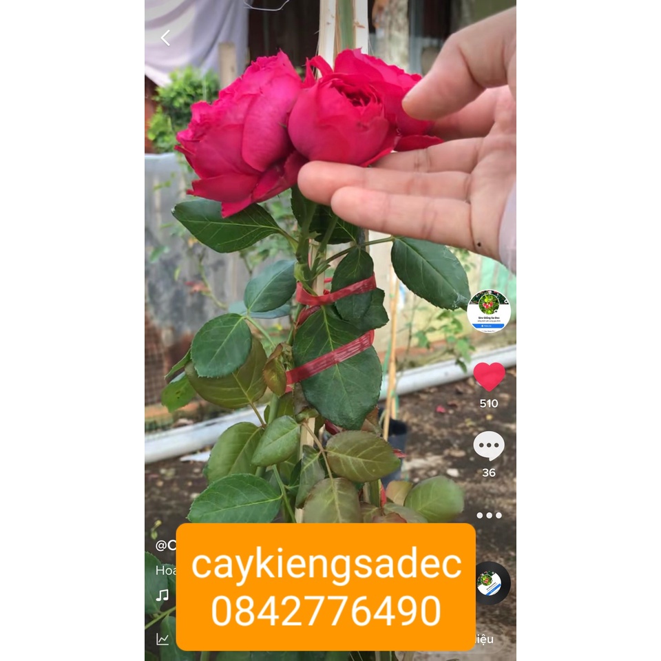 Caykiengsadec-Hồng red + tặng phân bón cho cây mau lớn-hoa kiểng lá - trang trí nội thất