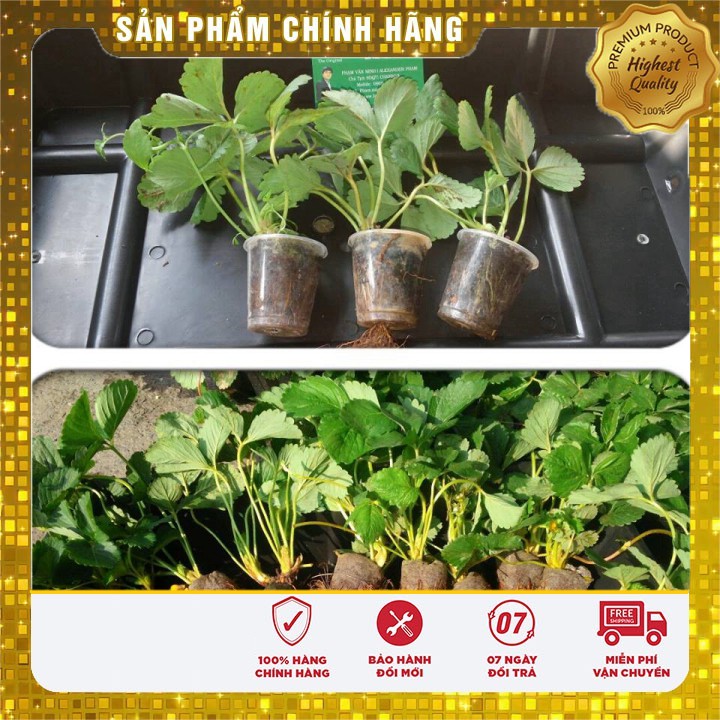 COMBO 50 viên nén xơ dừa ươm hạt
