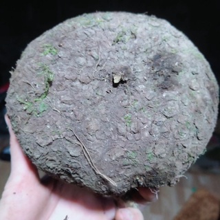 [Siêu.sale.+ tặng phân bón] Củ Bình Vôi Bonsai siêu to 🤩
