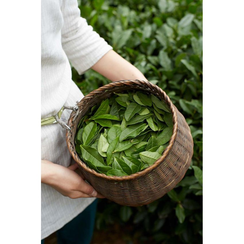 TINH DẦU BONET HƯƠNG TRÀ TRẮNG 10ML