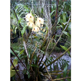 cây Lan Dendrobium Gatton Sunray--[ cây còn nhỏ ]