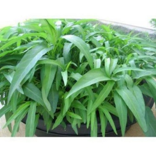 50gr hạt giống rau muống lá tre nảy mầm 98%