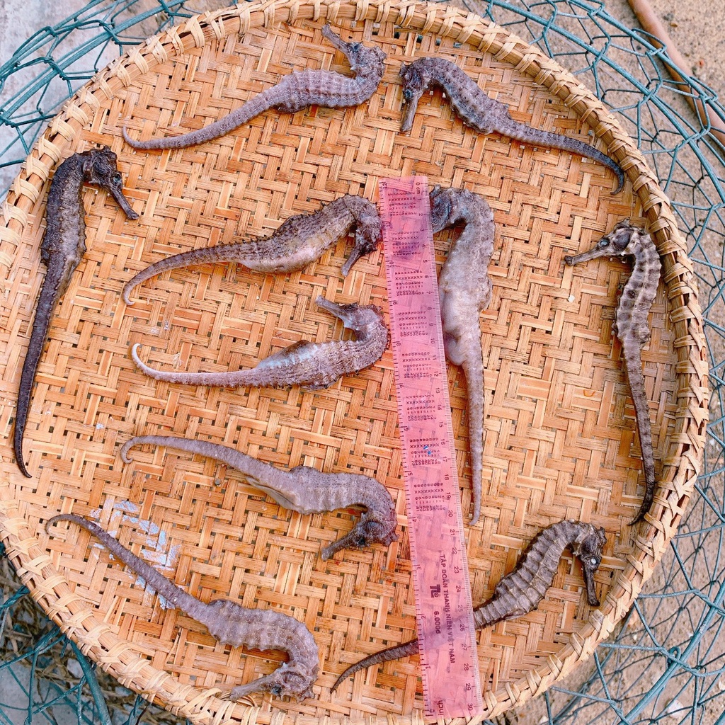 Cá ngựa khô - tươi size lớn 16-25cm