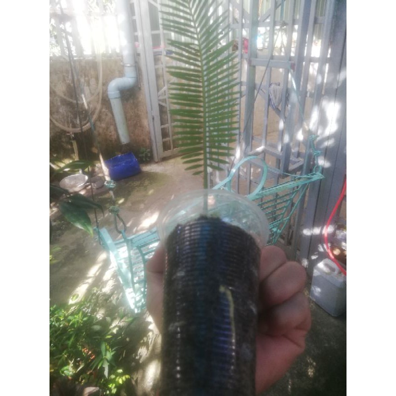 cây vạn tuế để bàn
