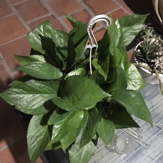 Trầu bà treo vạn niên thanh