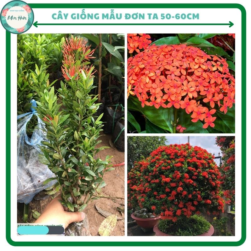 Cây giống mẫu đơn ta, cao 50-60cm(ảnh thật như hình),hoa màu đỏ