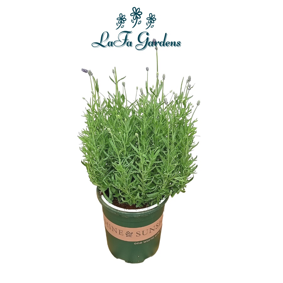 Chậu cây trồng trong nhà LAFA GARDEN, Cây xanh trang trí nội thất, bàn làm việc