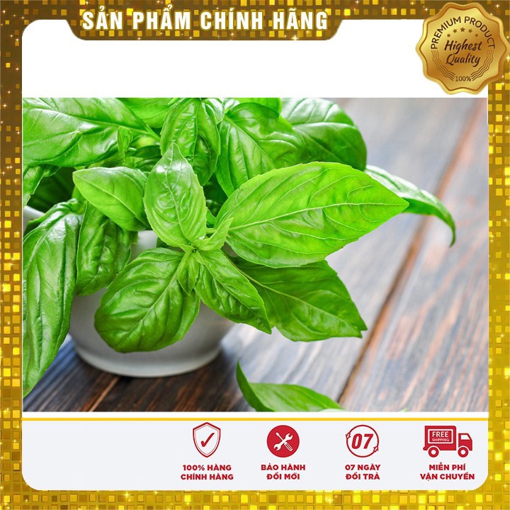 Hạt giống rau húng tây - 1gr