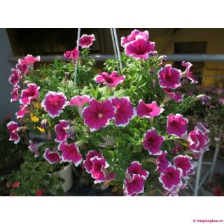 Hạt Giống Dạ Yến Thảo Mix (Petunia Hibrida ) 100 hạt
