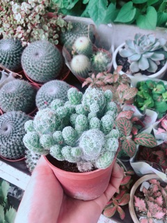 Xương Rồng Nở Hoa