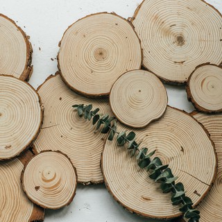 Đế lót ly bằng gỗ thông zakka