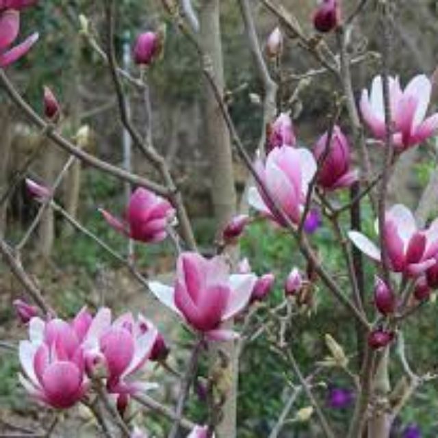 Cây hoa mộc lan sẵn nụ