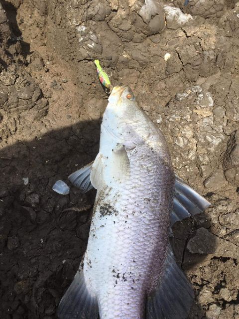 Mồi câu Megabarra Doom 75 Shad 8.8g 75mm Sinking