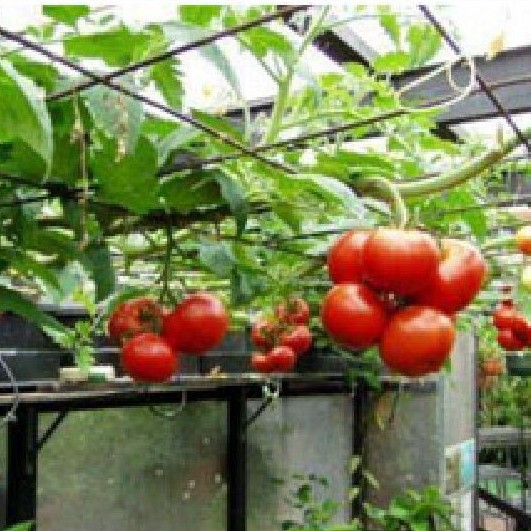 Hạt giống Cà chua bạch tuộc leo giàn 10 hạt - TẶNG kèm 5 viên nén ươm hạt - HGT