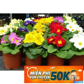50 Hạt giống hoa Cúc Báo Xuân mix