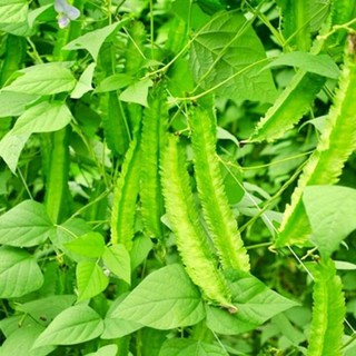 Hạt giống đậu rồng Thái kháng bệnh tốt, năng suất cao