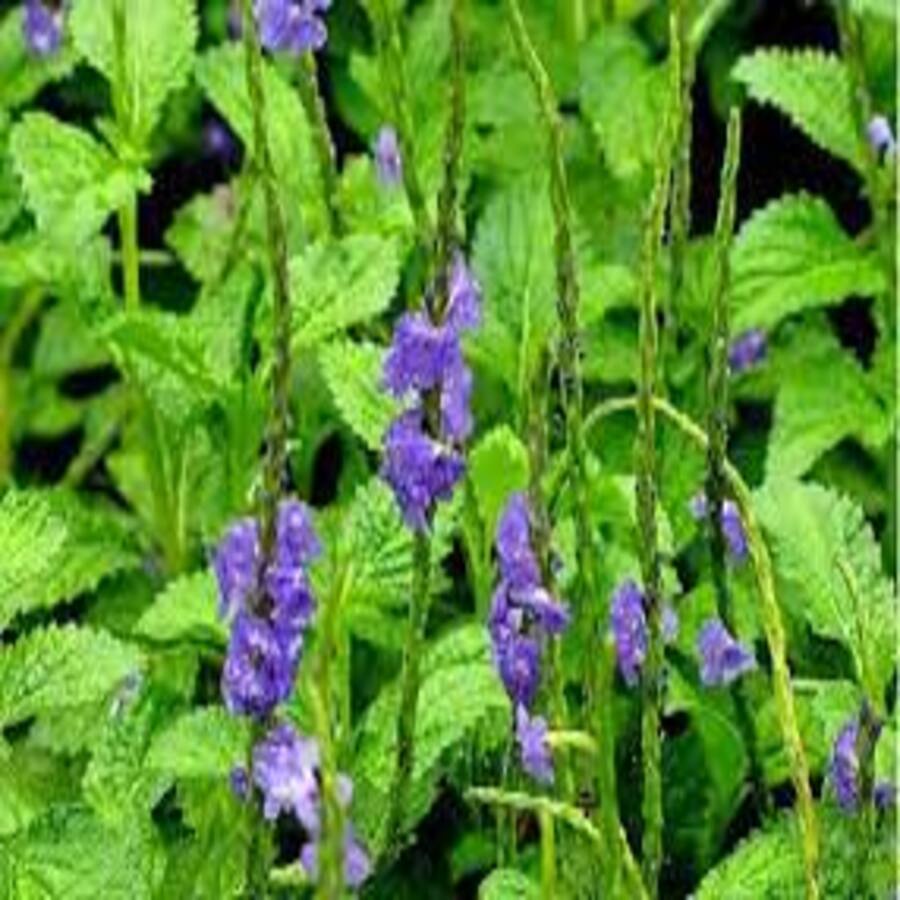 Cây đuôi chuột tươi 1kg