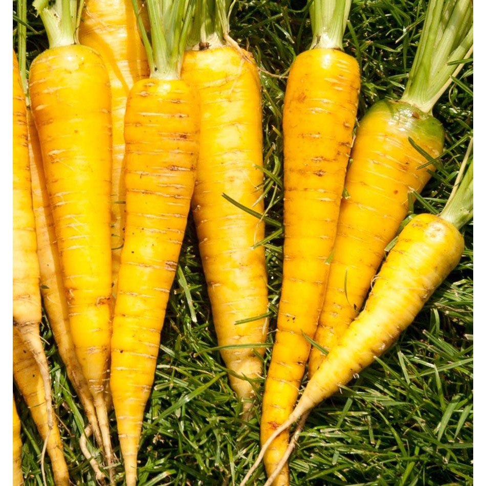 Hạt Giống Cà Rốt Vàng Chịu Nhiệt (3000 Hạt) - Giàu Vitamin, Năng Suất Cao - MUA 3 TẶNG 1 CÙNG LOẠI