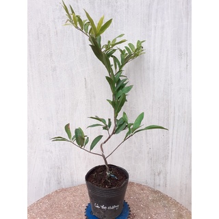 Mai Cúc Thọ Hương Mini