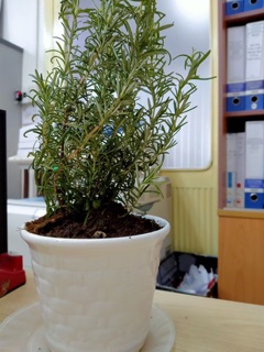 CHẬU SỨ TRẮNG TRỒNG CÂY