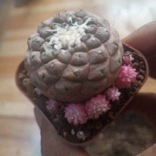 Xương rồng Copiapoa hypogaea