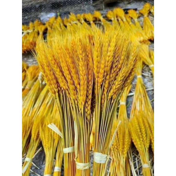 BÔNG LÚA MẠCH VÀNG sấy khô BÓ 100 Bông-Bông Lúa Mạch Thần Tài Sấy Khô Bền Đẹp Không Tàn