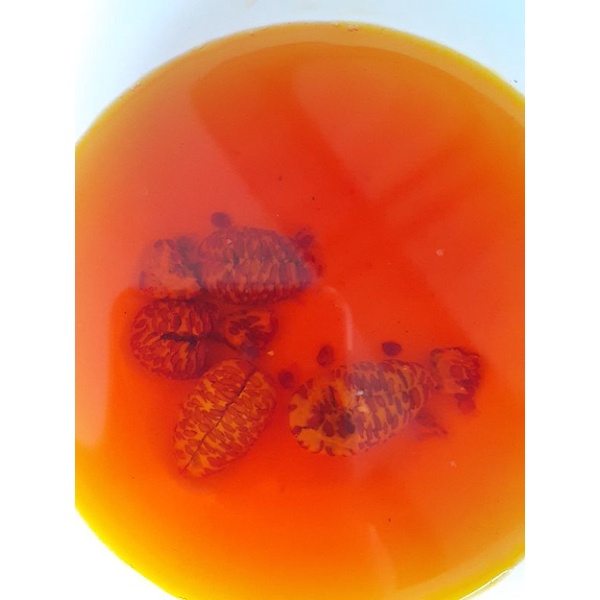 100g quả dành dành khô/quả chi tử khô/ tạo màu vàng tự nhiên.
