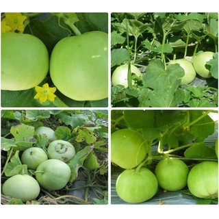 Hạt giống Dưa Lê siêu ngọt (Gói 15 hạt)