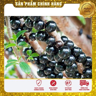 HẠT GIỐNG NHO THÂN GỖ ( 3 hạt )
