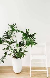 TRẦU BÀ LÁ XẺ ( trầu bà thanh xuân )