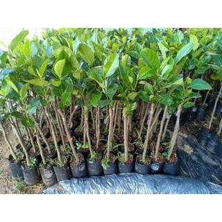 Cây giống mít quả dài malaysia + tặng phân hữu cơ cao cấp