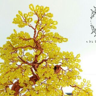 Cây Mai Bonsai Để Bàn
