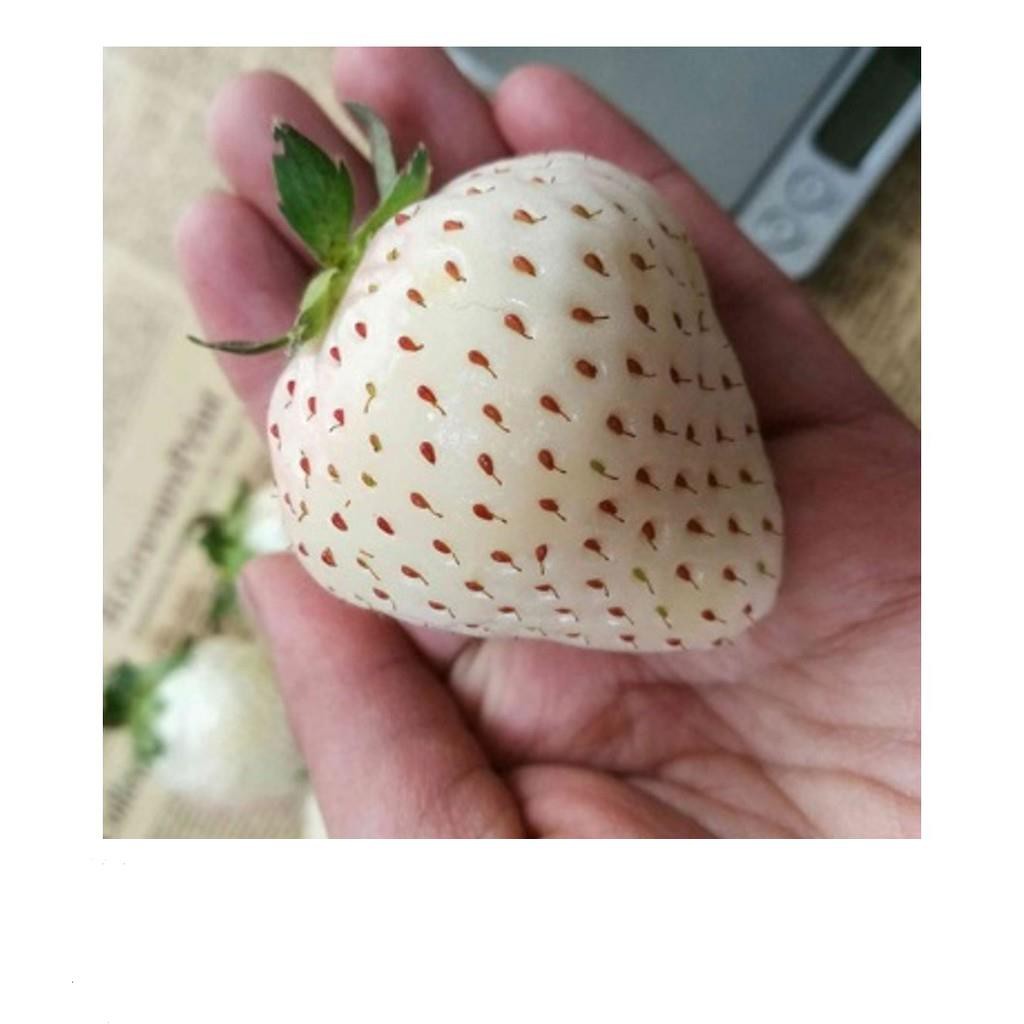 Hg1c 50 hạt giống dâu tây trắng chịu nhiệt Dâu tây Nhật  KHUYẾN MẠI SHOP MỚI HẠ GIÁ SỈ