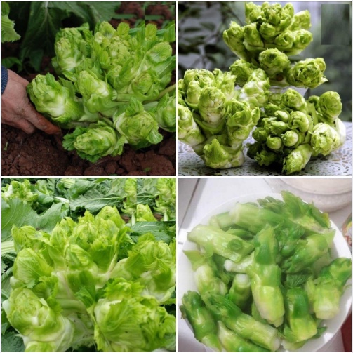 Hạt Giống Rau Cải Mầm Đá - Gói 0.2gram KNS2547