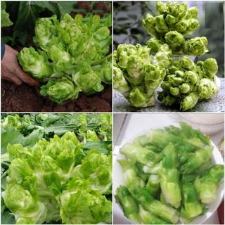 Hạt giống rau cải mầm đá - gói 0.2gram kns2547