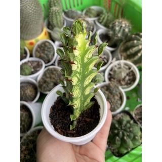 XƯƠNG RỒNG EUPHOR VAR