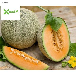 Hạt giống Dưa Lưới Tròn 10 Hạt