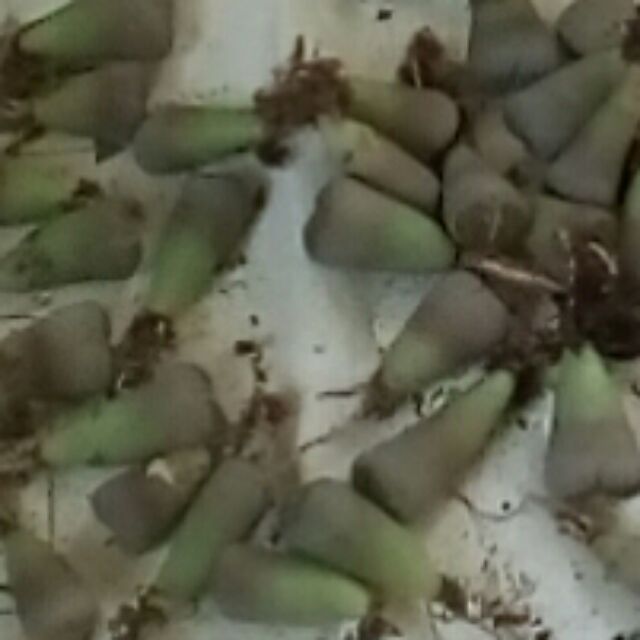 Combo sản phẩm mix 250k
