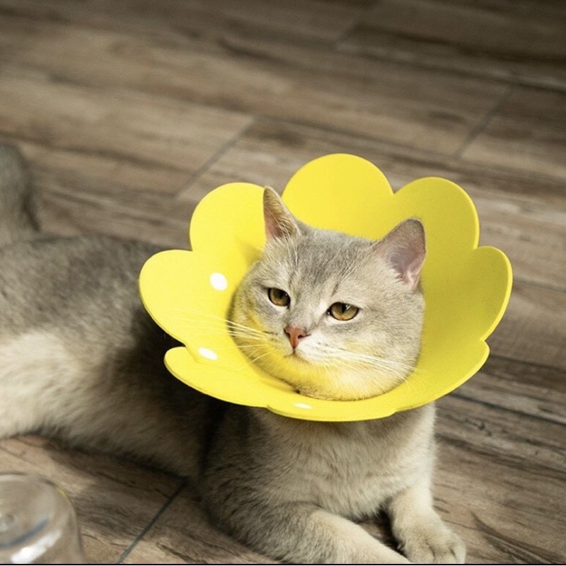 Loa chống liếm cho CHÓ MÈO bằng xốp hình bông hoa hướng dương dễ thương cute màu hồng màu vàng