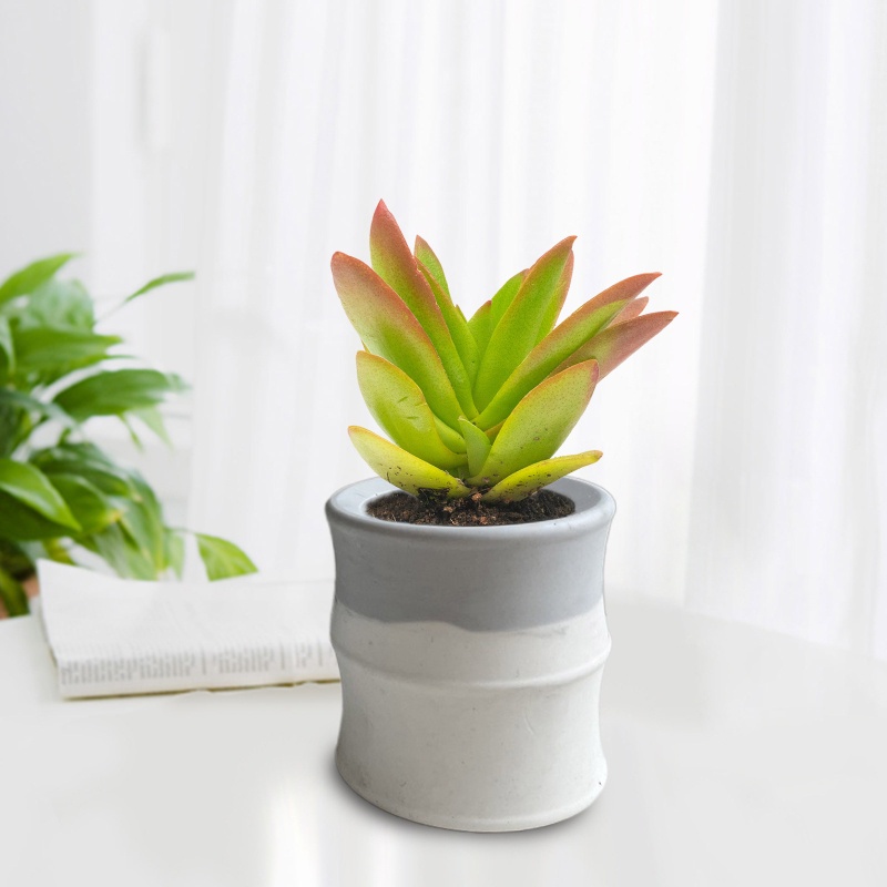 Sa Khuôn Làm Chậu Hoa Trang Trí Thủ Công DIY