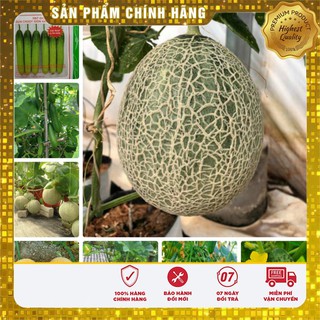 COMBO 10 LOẠI DƯA SÂN VƯỜN DỄ TRỒNG HỘP XỐP SIÊU QUẢ