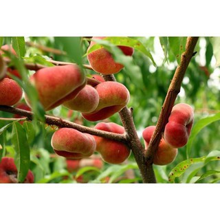 HÀNG HÓT LUÔN ..CÂY GIỐNG ĐÀO DẸT NGA.CHUẨN 100%