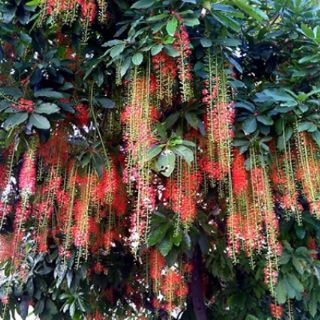 Cây 🌲 Lộc vừng... siêu hoa