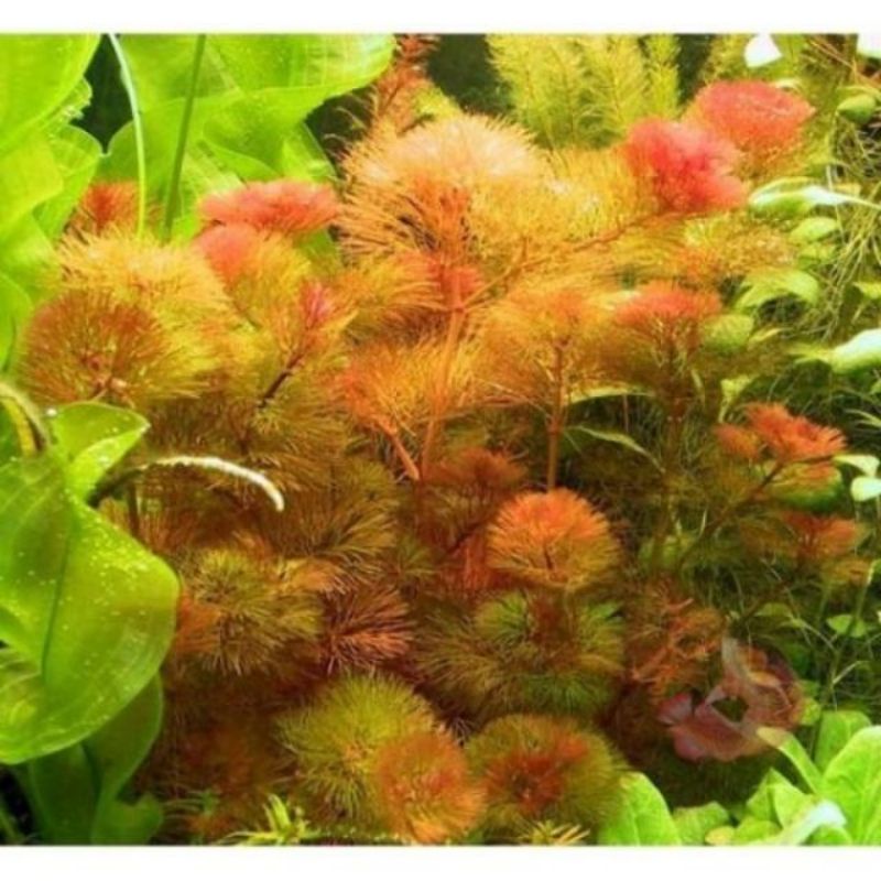 1 nhánh la hán đỏ thủy sinh cho hồ cá tép cảnh