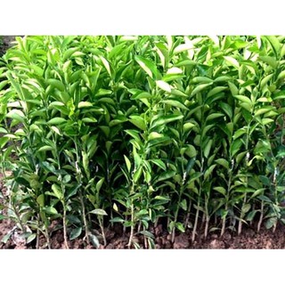 Cây giống quýt đường ( cao 50 - 60cm )