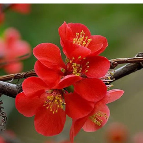 Hạt giống hoa mai trung quốc hoa màu đỏ - tặng kèm 3 viên nén ươm hạt - HGT1