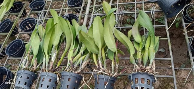 Hoa Lan Cattleya King Of Taiwan cây trưởng thành hàng thuần sắp hoa
