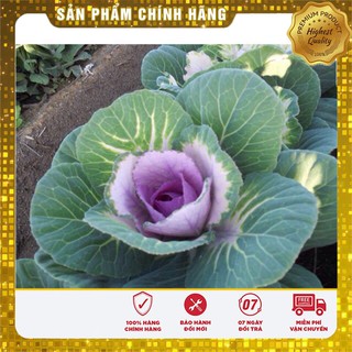 Hạt Giống Hoa Bắp Cải Cảnh - 20 hạt
